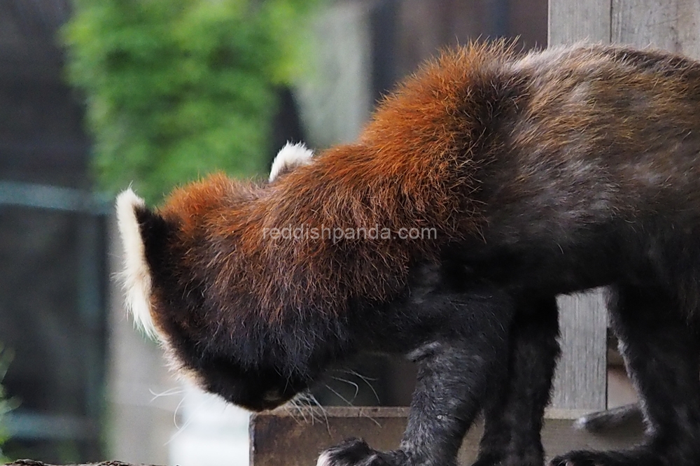 (キンタ)　今日も　元気に