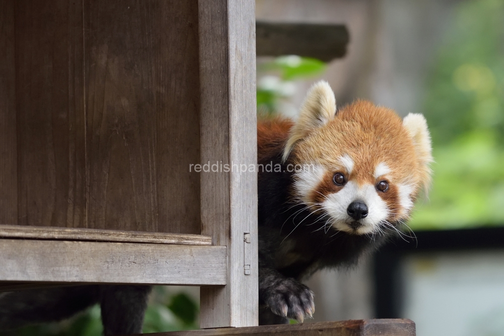 (キンタ)　トコトコ　ぴょこっ