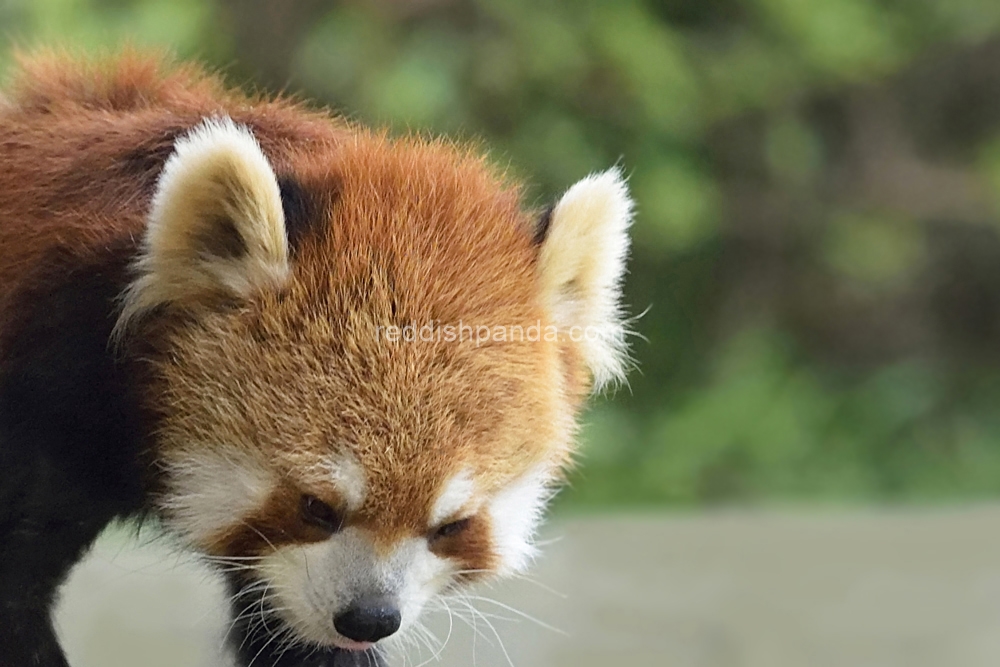 (キンタ)　暑かったり、いろいろな状況で・・・