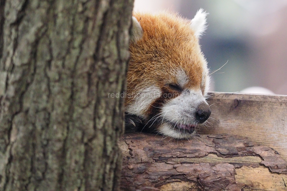 (ケンケン)　眠たい気もするな