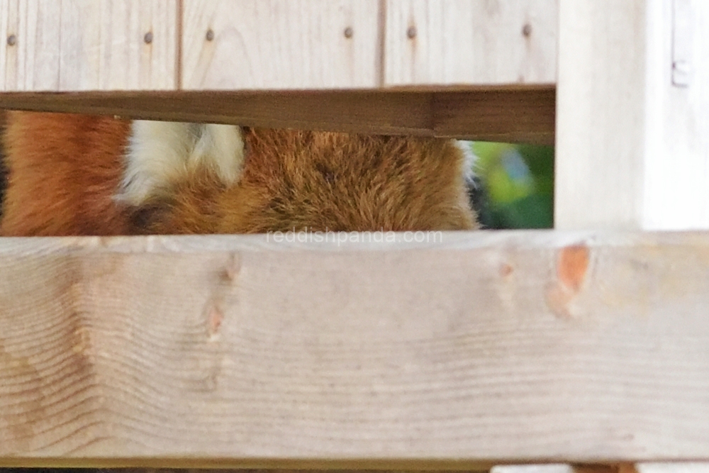 これどっちかわかる？　おれか　キンタか・・