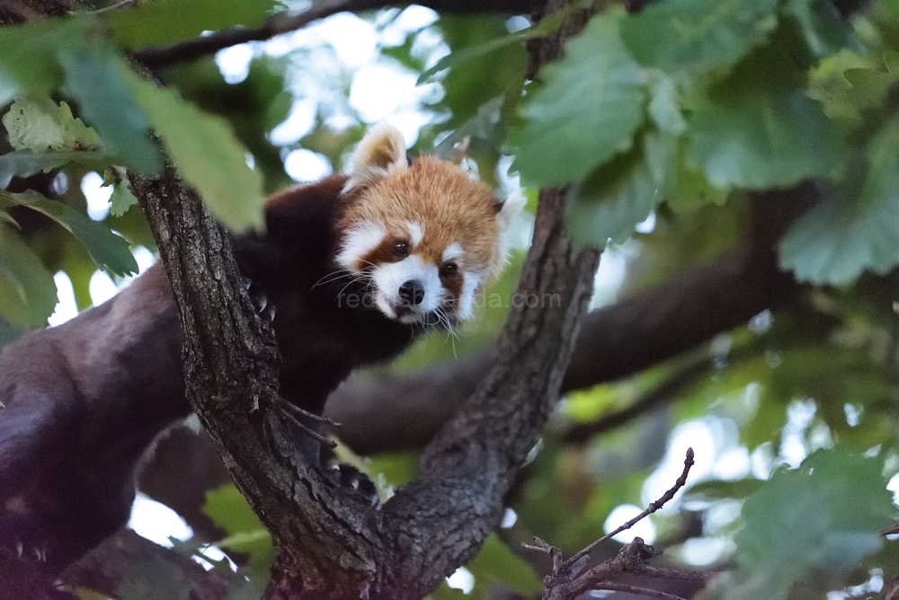 (キンタ)　どうもです　外で木に登ってるよ　でも・・