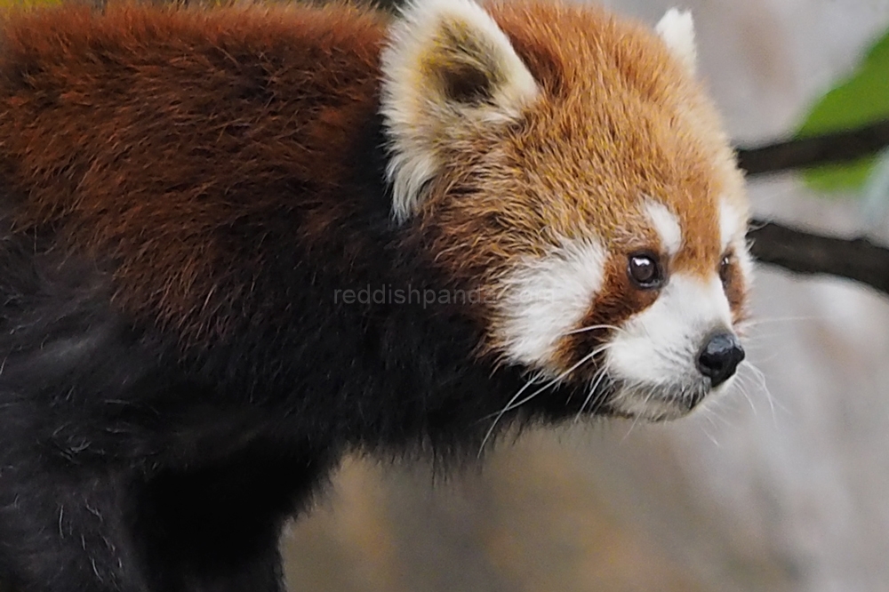 (キンタ)　今日も、顔　キリリッ