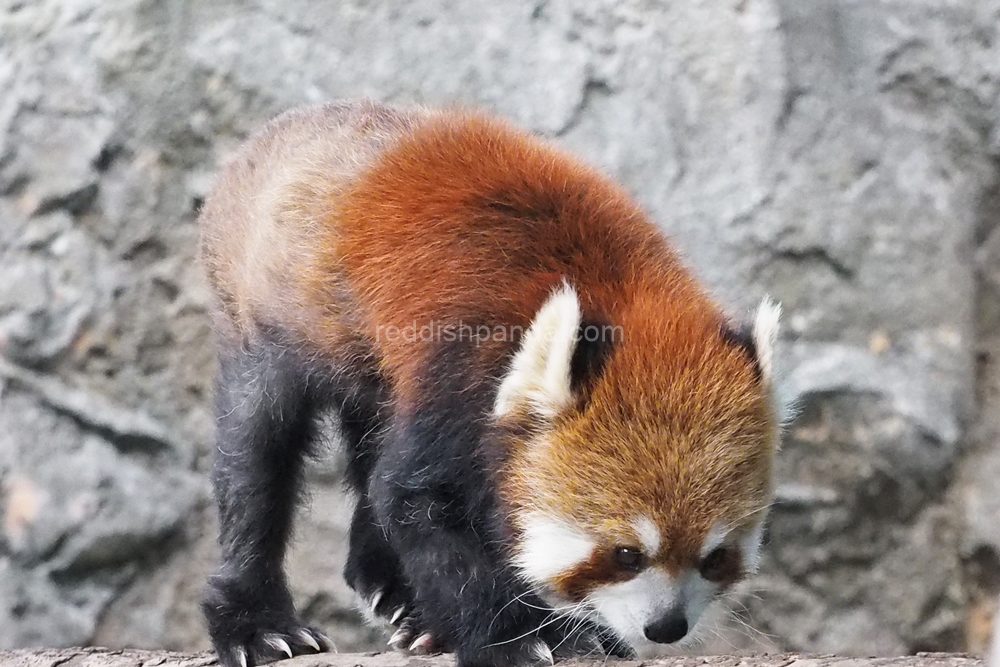 (キンタ)　はい、とことことこ