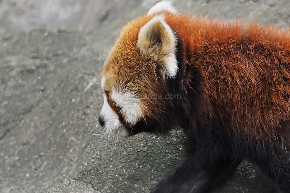 (キンタ)　あ、ちょっと待ってね