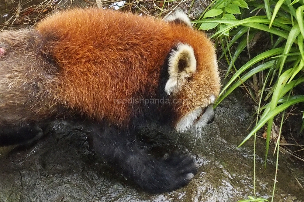 (キンタ)　雨がすごかったりすると