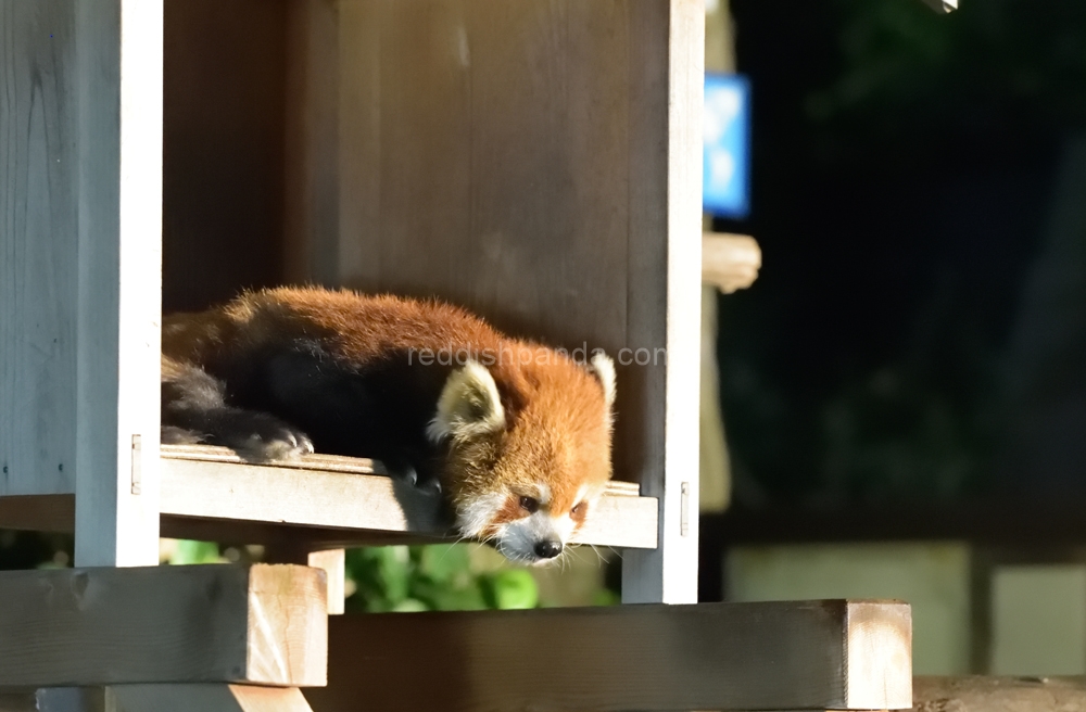 夜・・わたしなりにがんばってるね