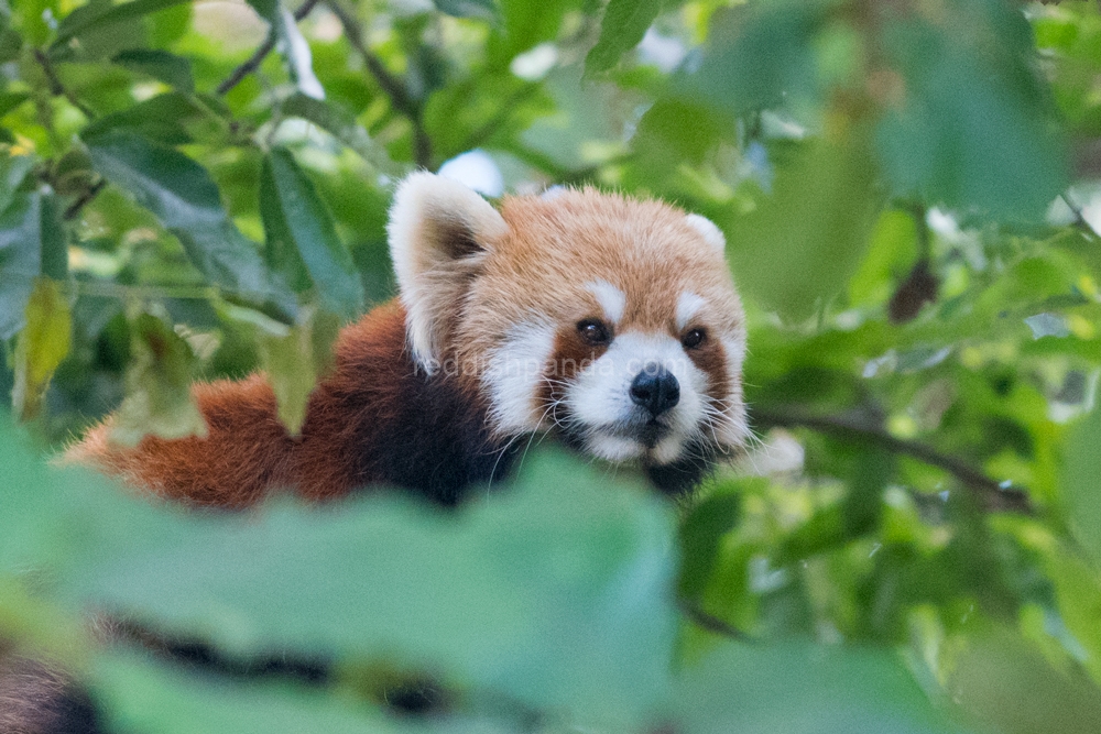 (キンタ)　木登りしてたりするよ