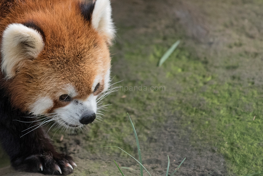 (ケンケン)　うろちょろしてるぜ　あ、ぼくです