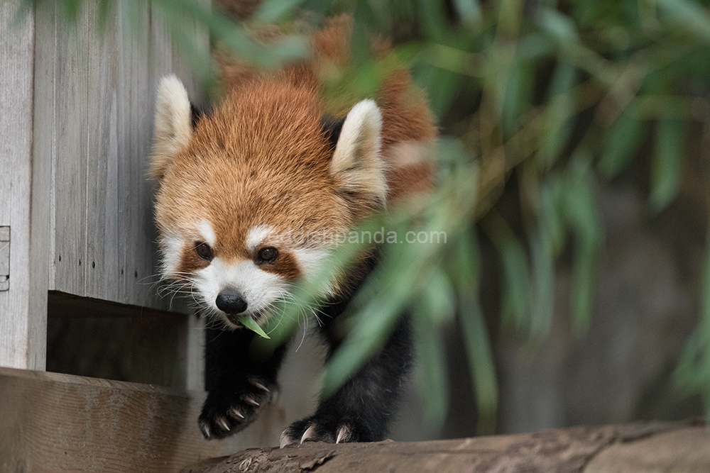 (キンタ)　竹の葉も食べてたよ