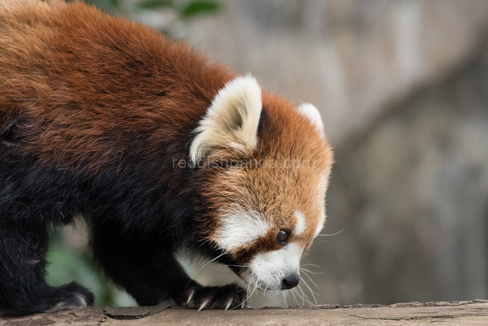 (キンタ)　どうもです　今日も食べてるよ