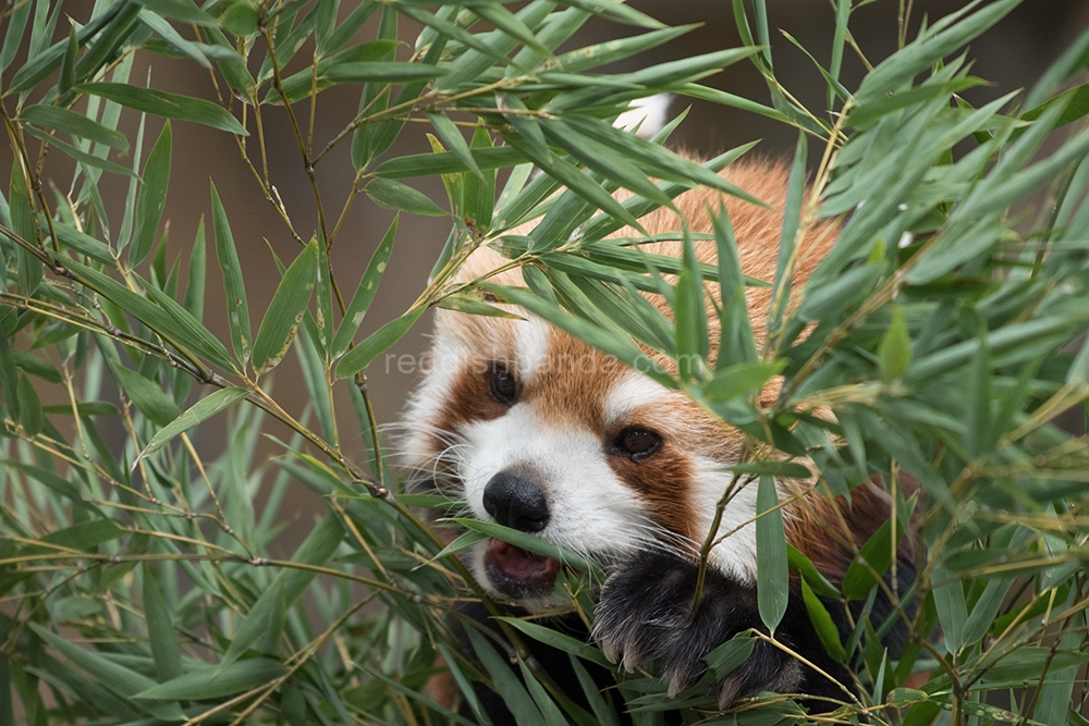 (キンタ)　もぐもぐ　もぐもぐ