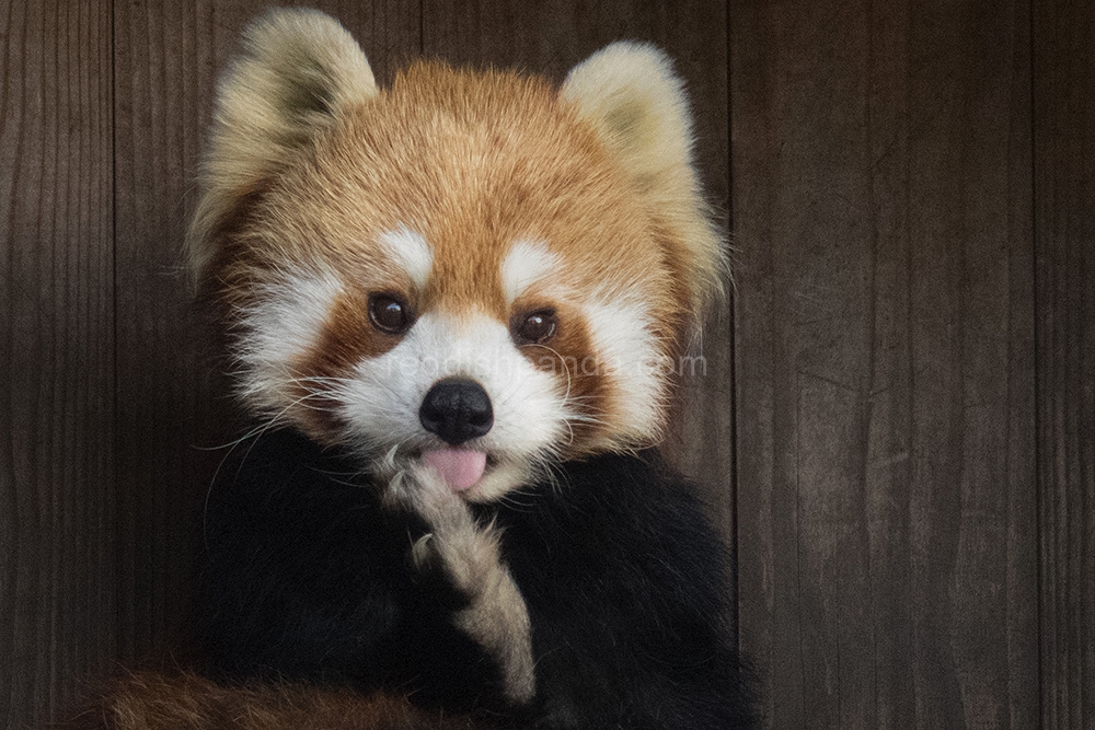 (キンタ) 　かわいいと　お客様に言われてる　へへっ