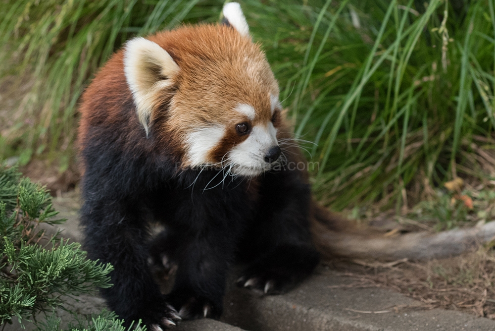 (キンタ) 　ちょいとお座り