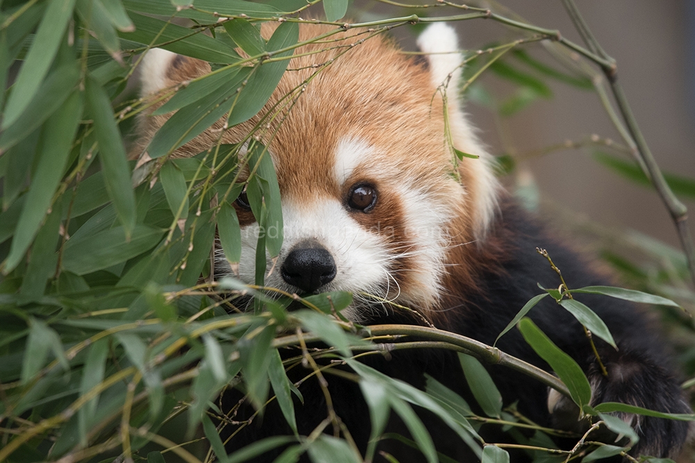 (キンタ) 　竹の葉もぐもぐ　食べてるよ