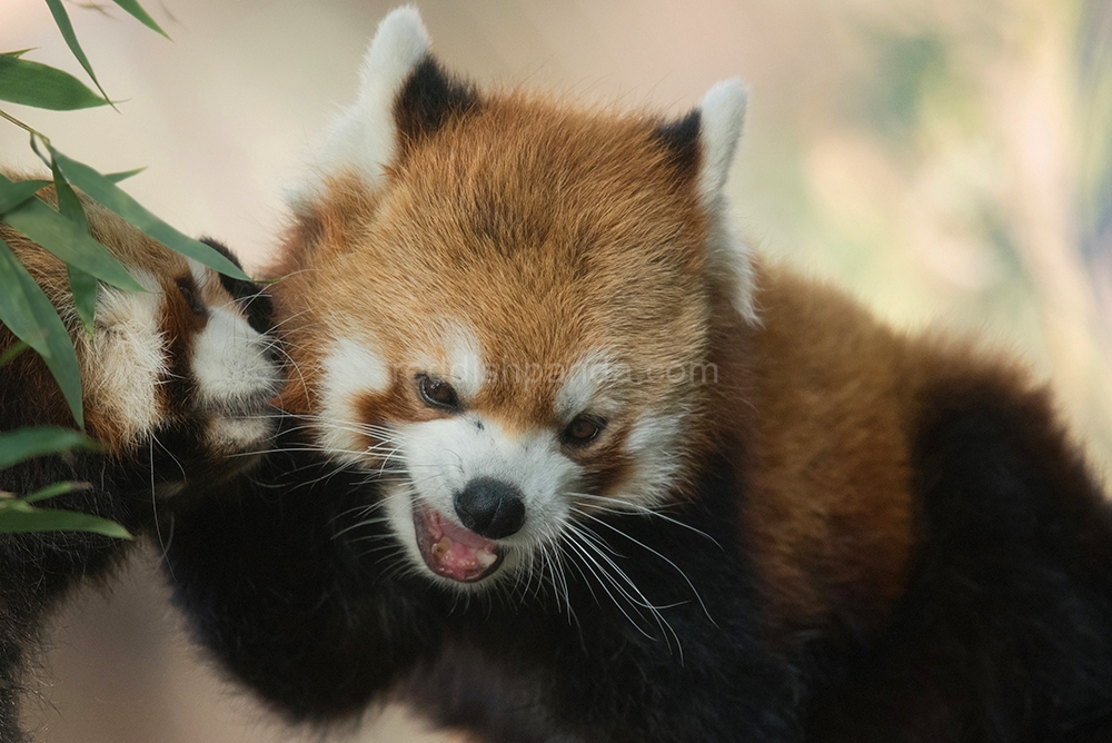 (ケンケン)　ぼくもカプッとされて　うへっ