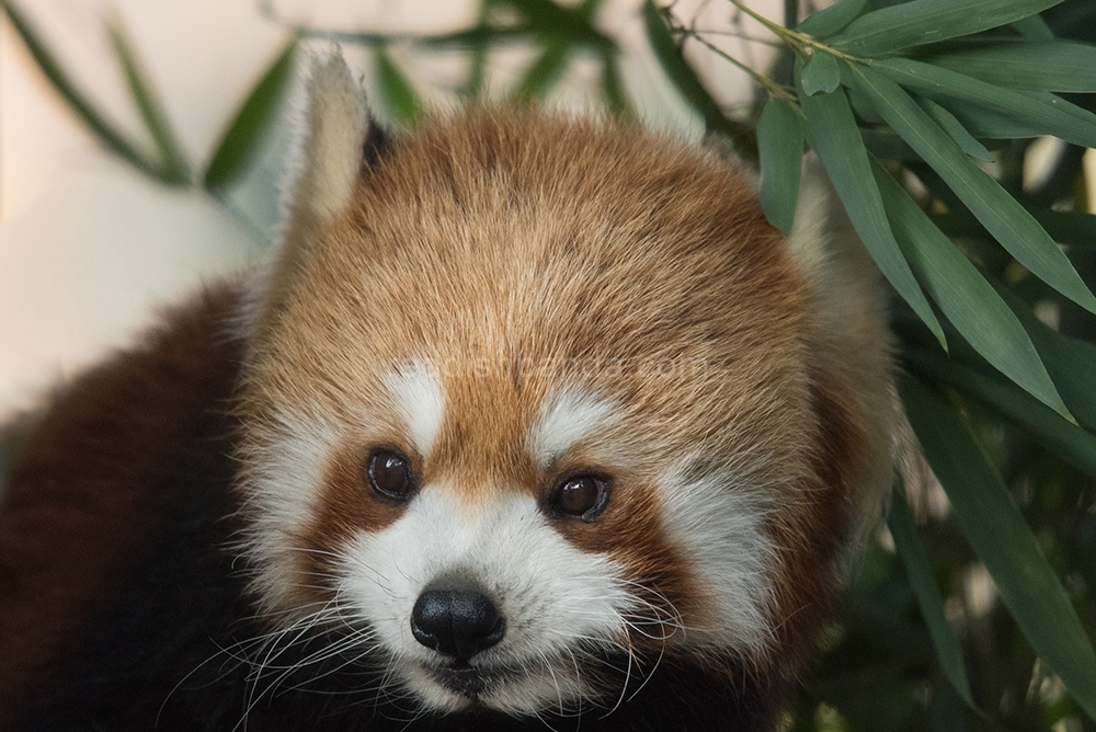 (キンタ) 　今日もやっぱり