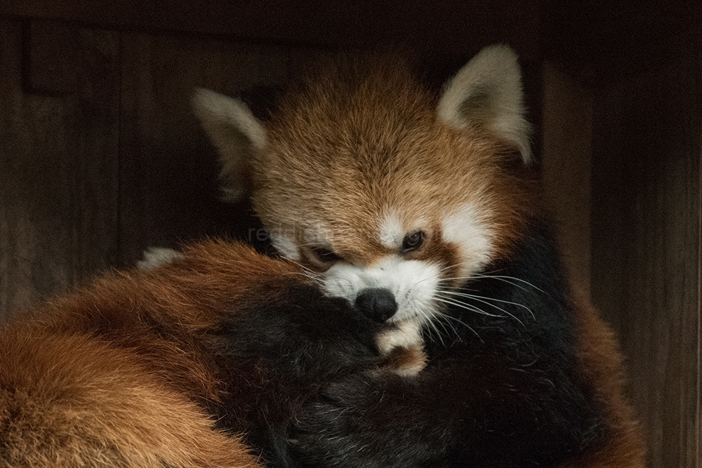 (ケンケン)　ふふふっ・・てな感じなぼくです