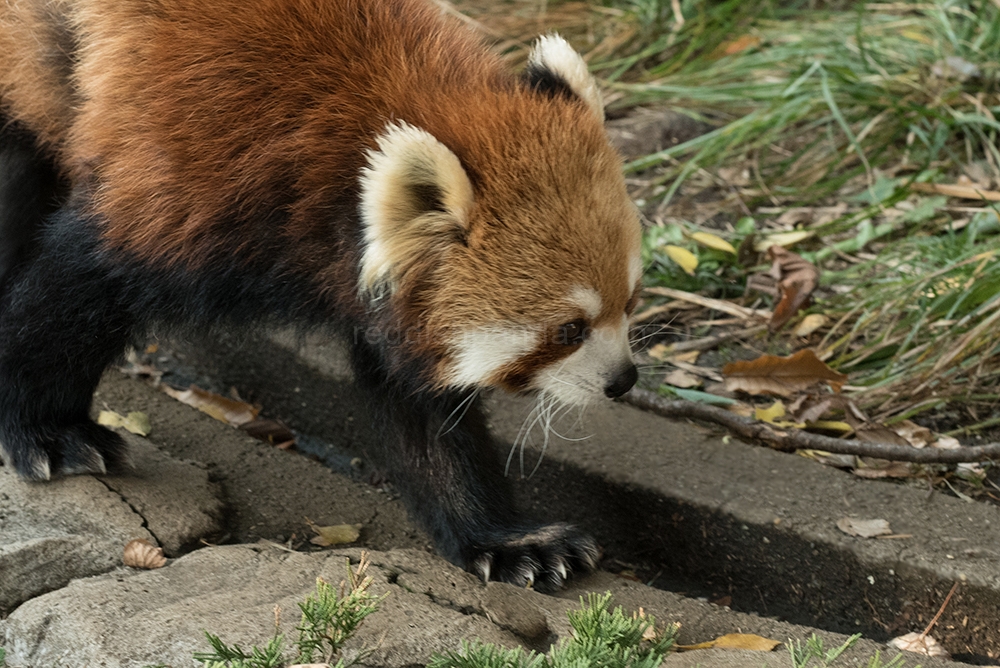 (キンタ) 　とことことこ