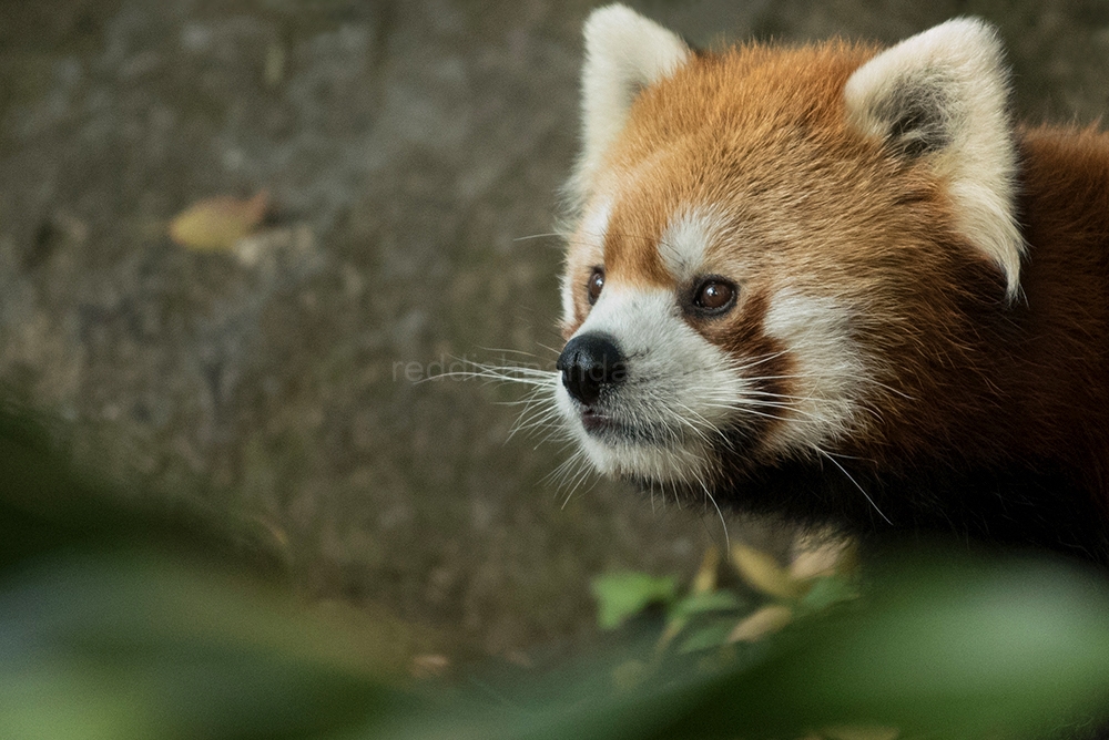 (ケンケン)　昨日載ってた写真と違って、キリッとな