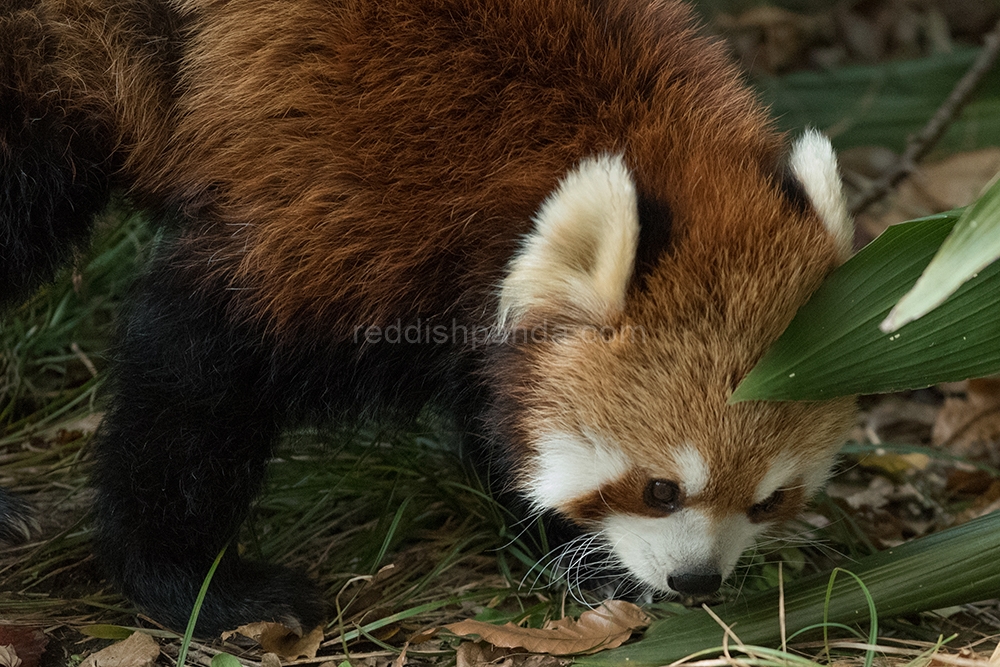 (キンタ) まあ、こんな感じで