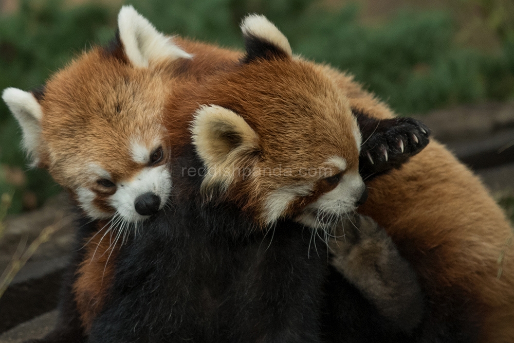 (ケンケン)　今日も　こうだ