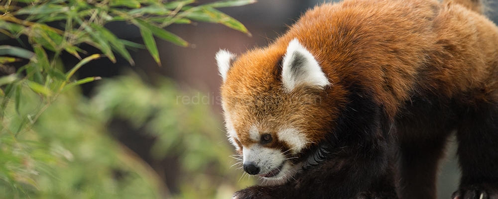 けんけん
